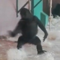 Танцующая горилла из британского зоопарка стала звездой интернета
